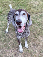 Fritz (Dripping Springs)