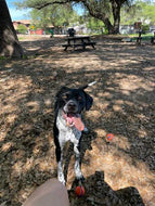 Georgie - Courtesy Post (Austin)