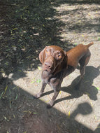 Mowgli (New Orleans)