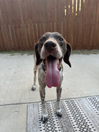 Boone (Fort Worth)
