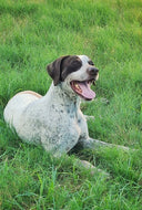 Tootsie (Fort Worth)