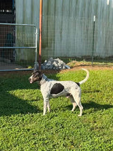 Load image into Gallery viewer, Courtesy Post Pepper (Crockett TX)