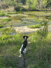 Load image into Gallery viewer, Caddo - Puppy (Austin)