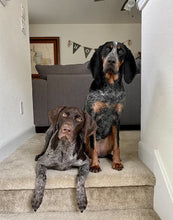 Load image into Gallery viewer, Gus (Cypress) Courtesy Post