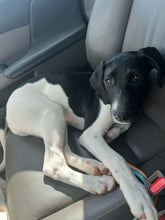 Load image into Gallery viewer, Caddo - Puppy (Austin)