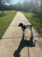 Load image into Gallery viewer, Caddo - Puppy (Austin)