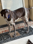 Ace (New Orleans LA)