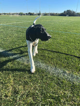 Load image into Gallery viewer, Caddo - Puppy (Austin)