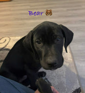 Bear (Puppy - San Antonio)