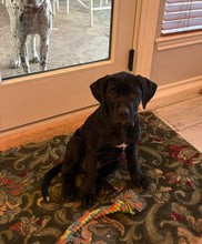 Load image into Gallery viewer, Bear (Puppy - San Antonio)