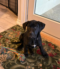 Load image into Gallery viewer, Bear (Puppy - San Antonio)