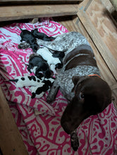 Load image into Gallery viewer, Bear (Puppy - San Antonio)