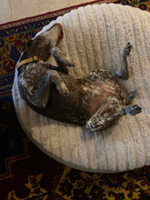 Load image into Gallery viewer, Birdie (San Antonio)