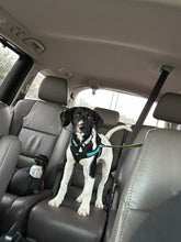 Load image into Gallery viewer, Caddo - Puppy (Austin)