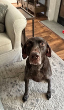 Load image into Gallery viewer, Gus (Cypress) Courtesy Post