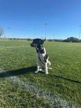 Load image into Gallery viewer, Caddo - Puppy (Austin)