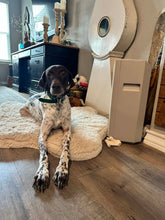 Load image into Gallery viewer, Max (San Antonio)