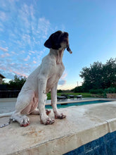 Load image into Gallery viewer, Raven (Austin,TX)
