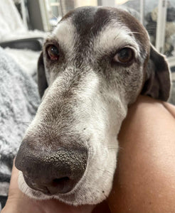 Fritz (Dripping Springs)