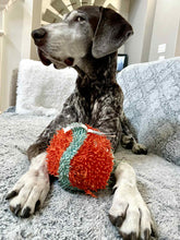 Load image into Gallery viewer, Fritz (Dripping Springs)
