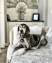 Load image into Gallery viewer, Fritz (Dripping Springs)