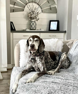 Fritz (Dripping Springs)