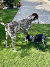 Load image into Gallery viewer, Fritz (Dripping Springs)