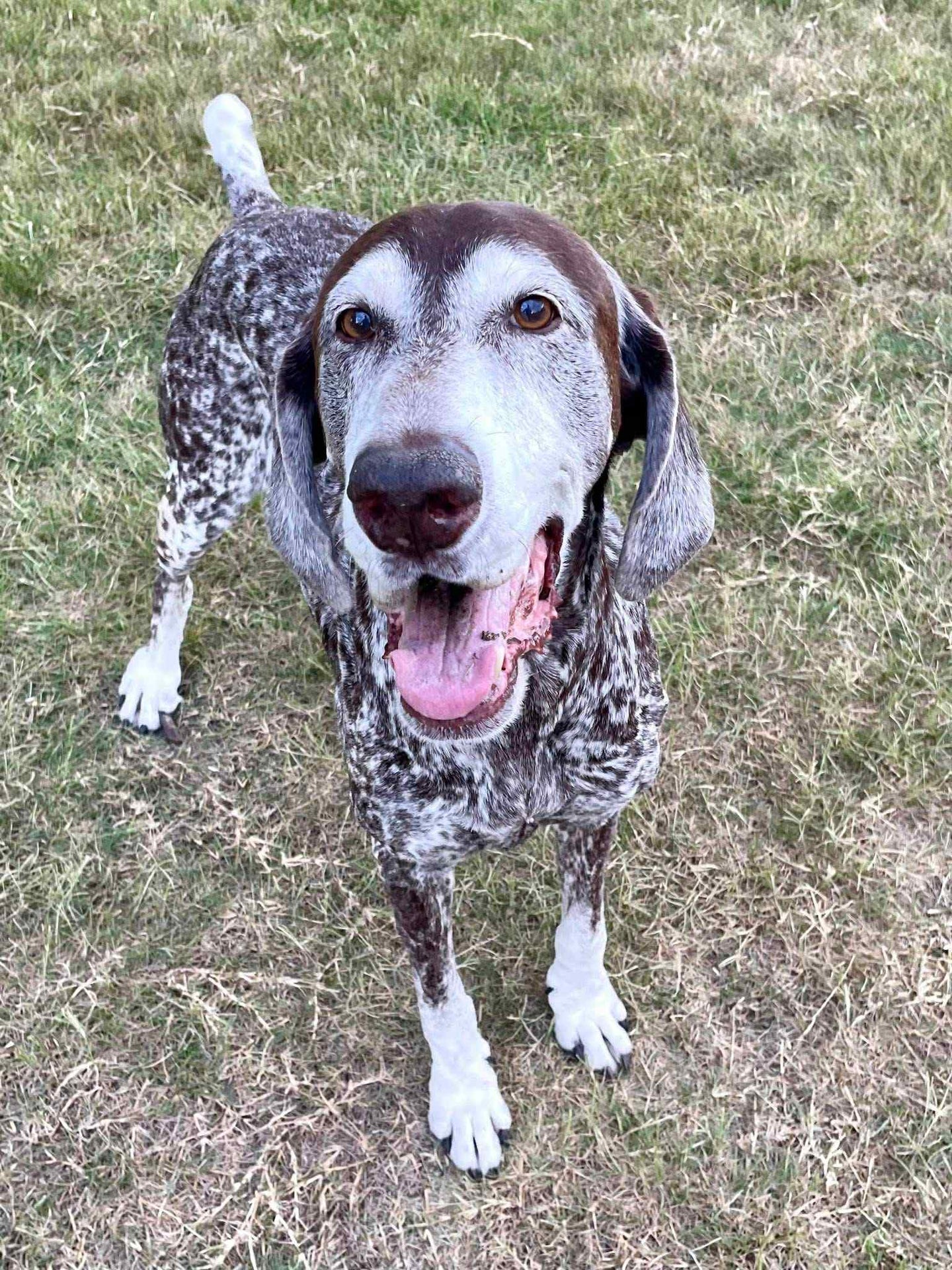 Fritz (Dripping Springs)
