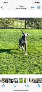 Fritz (Dripping Springs)