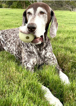 Load image into Gallery viewer, Fritz (Dripping Springs)