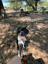 Load image into Gallery viewer, Georgie - Courtesy Post (Austin)
