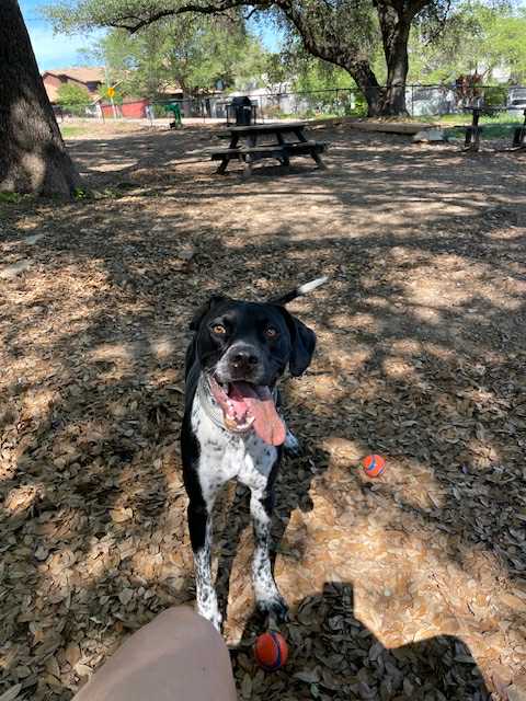 Georgie - Courtesy Post (Austin)