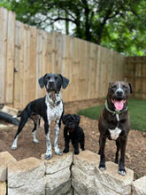 Load image into Gallery viewer, Georgie - Courtesy Post (Austin)