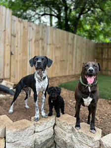 Georgie - Courtesy Post (Austin)