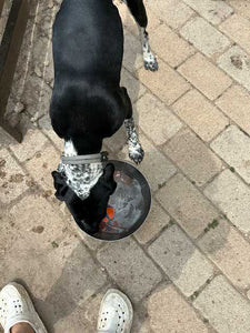 Georgie - Courtesy Post (Austin)