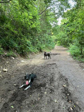 Load image into Gallery viewer, Georgie - Courtesy Post (Austin)