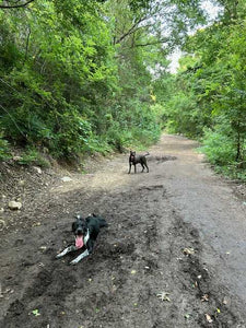 Georgie - Courtesy Post (Austin)