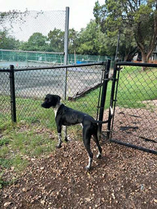 Georgie - Courtesy Post (Austin)