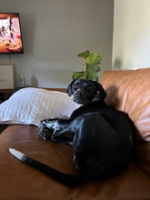 Load image into Gallery viewer, Georgie - Courtesy Post (Austin)