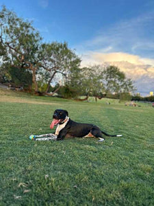 Georgie - Courtesy Post (Austin)