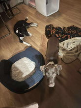 Load image into Gallery viewer, Fritzy (Austin)