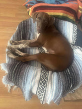 Load image into Gallery viewer, Fritzy (Austin)