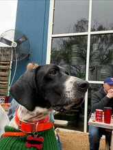 Load image into Gallery viewer, Frank (DFW)