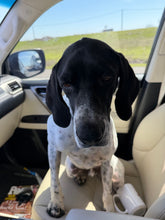 Load image into Gallery viewer, Frank (DFW)