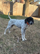 Load image into Gallery viewer, Frank (DFW)