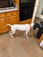 Load image into Gallery viewer, Frank (DFW)