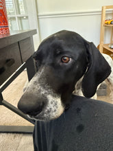 Load image into Gallery viewer, Frank (DFW)