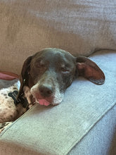 Load image into Gallery viewer, Boone (Fort Worth)