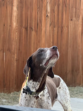 Load image into Gallery viewer, Boone (Fort Worth)