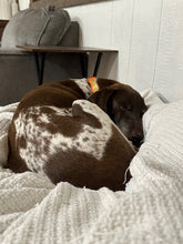 Load image into Gallery viewer, Boone (Fort Worth)